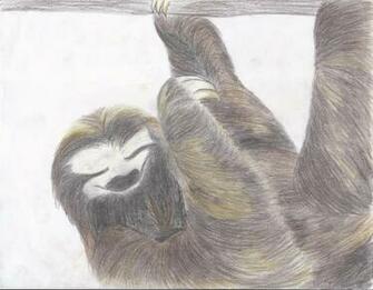 Pygmy Three Toed Sloth By Eilujenna