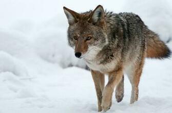 Coyote Computer Wallpaper Desktop Background Id