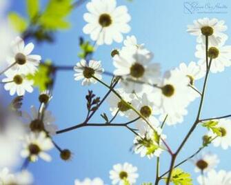 In The Sky Spring Desktop Wallpaper Find More