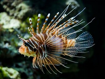Lionfish Wallpaper