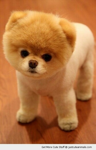 Pomeranian Wallpaper Desktop Background For HD