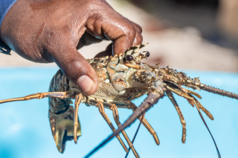 Spiny Lobster Wallpaper