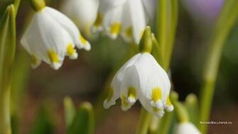 Wallpaper Leucojum Vernum Background