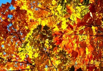 Desktop Wallpaper Fall Colors In HD