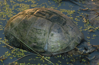 Mud Turtle S Gray Mossy Shell Wallpaper