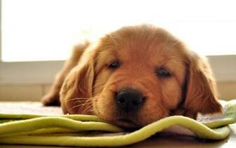 Golden Retriever Wallpaper Desktop 51a44p8 Jpg Picserio