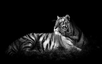 White Tiger Computer Wallpaper Desktop Background Id