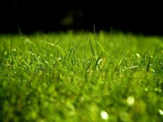 Grass For Sports Template Background Wallpaper Jpg