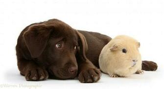Chocolate Labrador Pup And Guinea Pig