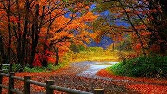 Autumn Tree In Fall HD Desktop Wallpaper Background