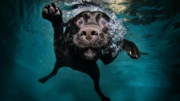 4k Cute Dog Wallpaper