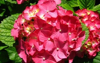 Flowers Full HD Wallpaper 1080p Desktop Background For Pc