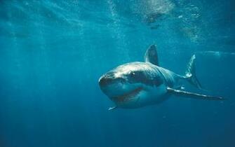 Great White Shark Cool Wallpaper Share This On