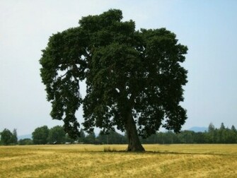 Oak Wallpaper