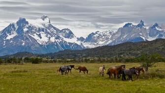 Nature Dimensi Wild Horses Pixel HD Wallpaper
