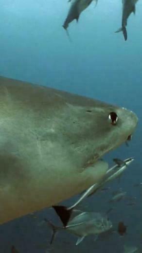 Real Sharks HD Live Wallpaper Android Apps On Google Play