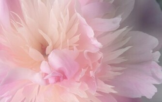 Peony Wallpaper Background HD