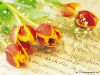 Flowers Tulips On Music Score Wallpaper Plant Red