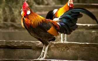 Rooster Chicken Wallpaper