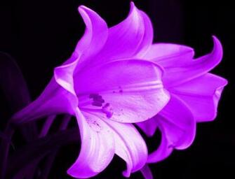 Purple White Lilies Jpg A Lily For My Lilly