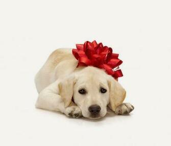 Christmas Gift For Dog Lovers Wallpaper Beautiful Desktop