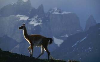 Animals Llama Wallpaper