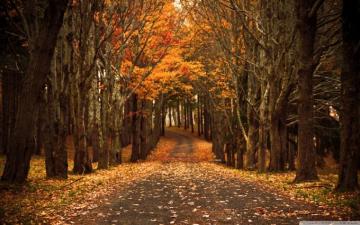 Late Autumn Ultra HD Desktop Background Wallpaper For 4k UHD Tv