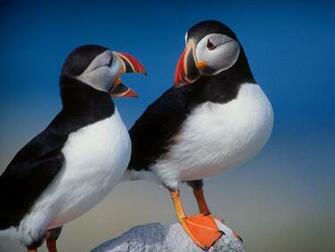 Wallpaper Beautiful And Dangerous Animals Birds HD