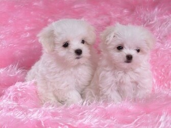 Cute Dogs And Puppies Wallpaper