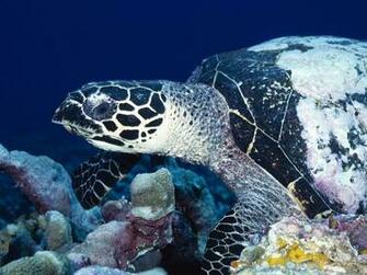 Wallpaper Pack Underwater HD