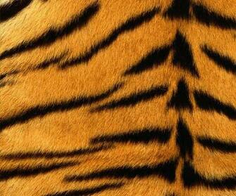 Samsung Galaxy Note Decal Skin Tiger