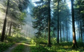 Wsllpaper Wp Content Uploads Wallpaper Forest Jpg