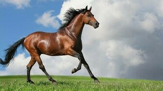 Cute Horse Wallpaper Screenshot