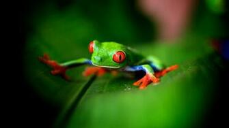 Cute Green Frog X Close