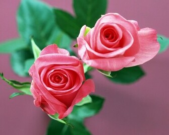Flower Wallpaper Background Desktop