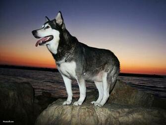 Dog Pc Wallpaper The Best