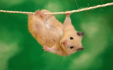 Funny Animal Desktop Background On