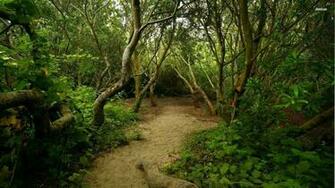 Best Trail Background Rugged Running