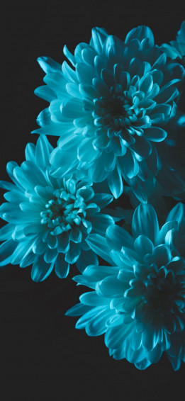 iPhone Flower Wallpaper