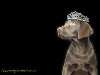 Chocolate Labrador Wallpaper Jackie The Lab
