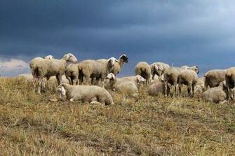 Sheep Wallpaper Desktop Wide