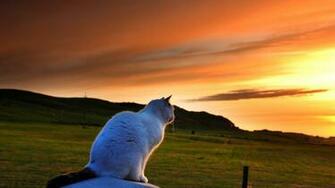 Angry Cat Desire HD 3d Wallpaper Desktop