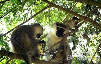 Monkey Pg Screen Savers