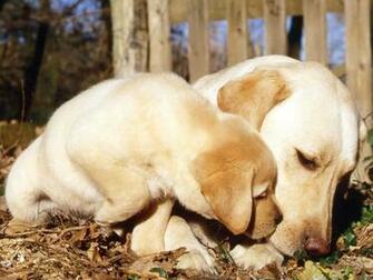 Dogs Love