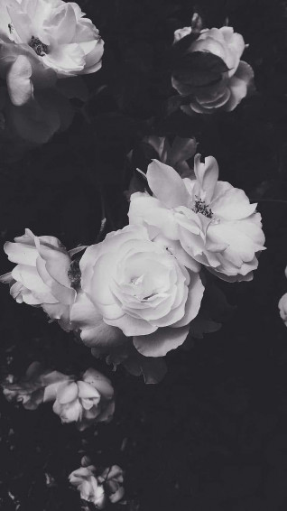 Striking And Bold This Black White Flower iPhone Wallpaper