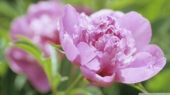 Peony Flower Wallpaper