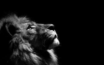 What Is Your Defining Mental Picture Success Lion Wallpaper
