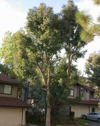 Eucalyptus Polyanthemos Silver Dollar