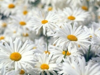 Plentiful Oxeye Daisies Wallpaper HD