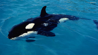 Whale Wallpaper For Desktop